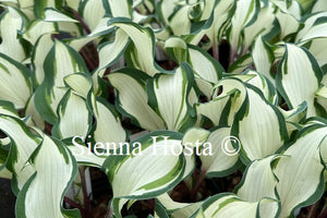 Hosta 'Miss Christa'