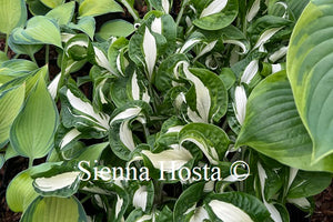 Hosta 'Twisted Spearmint'