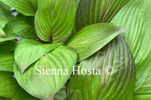 Hosta 'First Blush'