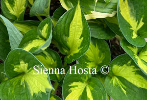 Hosta 'Morning Star'