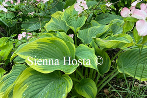 Hosta 'Stag's Leap'