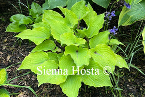 Hosta 'Holar Rising Flame'