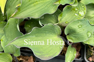 Hosta Aquamarine