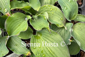 Hosta Aquamarine