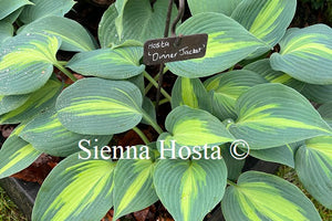 Hosta 'Dinner Jacket'