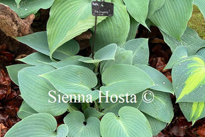 Hosta 'Halcyon'