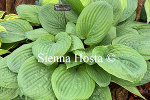 Hosta 'Potomac Pride'