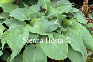 Hosta 'Blue Angel'