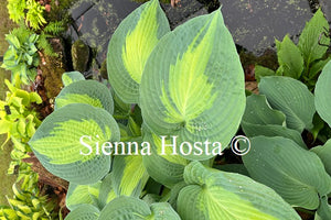 Hosta 'Paradise Glory'