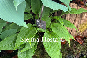 Hosta 'Jaws'