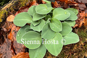 Hosta 'Blue Mouse Ears'