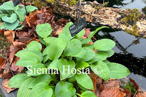 Hosta Small Parts