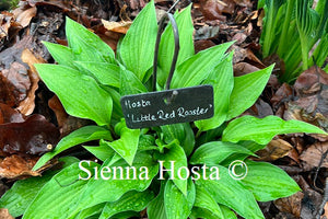 Hosta 'Little Red Rooster'