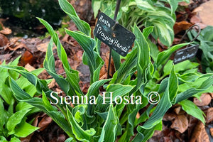 Hosta 'Praying Hands'