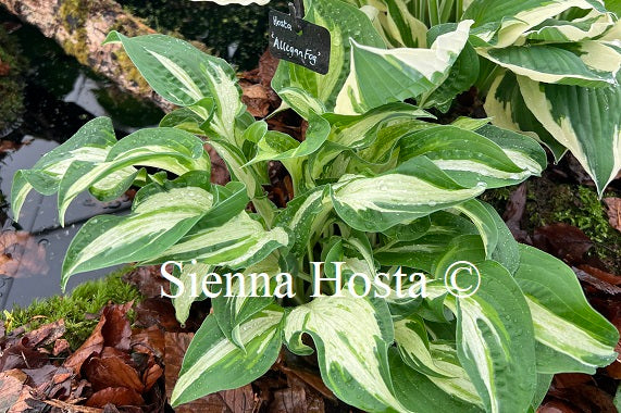 Hosta 'Allegan Fog'