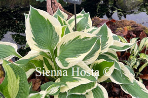 Hosta 'Minuteman'