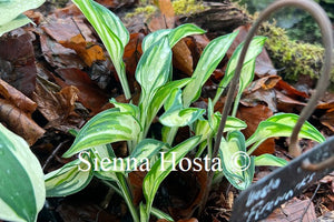 Hosta 'Fireworks'