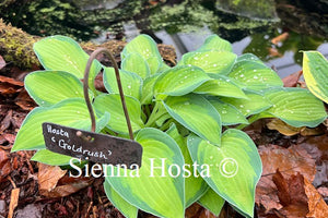 Hosta 'Goldrush'