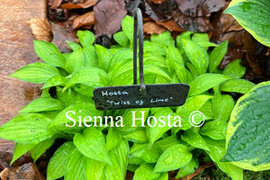 Hosta 'Twist of Lime'