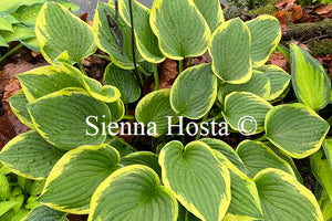 Hosta 'Winsome'