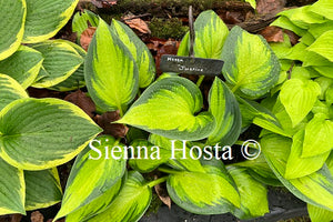 Hosta 'Justine'