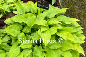 Hosta 'Hydon Sunset'