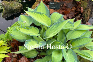 Hosta 'June'