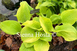 Hosta 'Designer Genes'