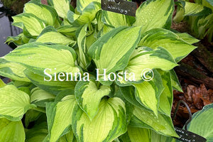 Hosta 'Whirligig'