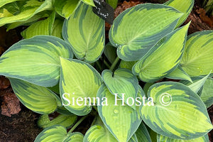 Hosta 'June'