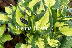 Hosta 'Whirlwind'