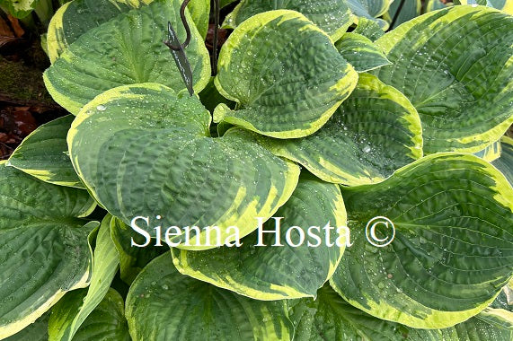 Hosta ' Christmas Tree'