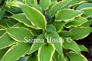 Hosta 'Kalamazoo'