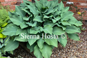 Hosta 'Krossa Regal'