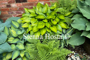 Hosta 'June Fever'