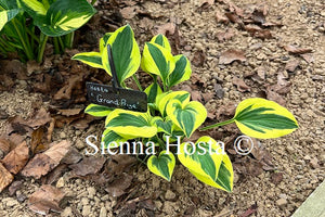 Hosta 'Grand Prize'