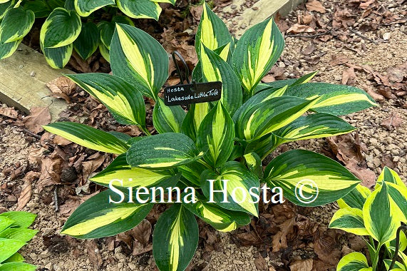 Hosta 'Lakeside Little Tuft'