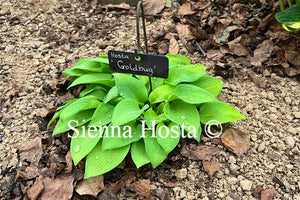 Hosta 'Gold Bug'