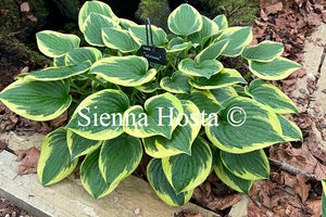 Hosta 'Winsome'