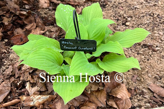 Hosta 'Coconut Custard'