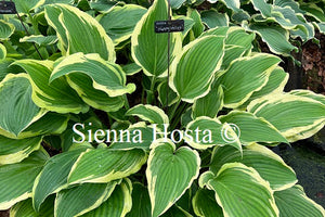 Hosta 'Happy Valley'