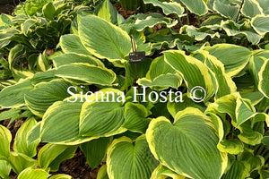 Hosta 'Tropicana'