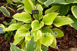 Hosta 'Don Stevens'