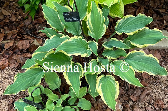 Hosta 'Kinky Boots'