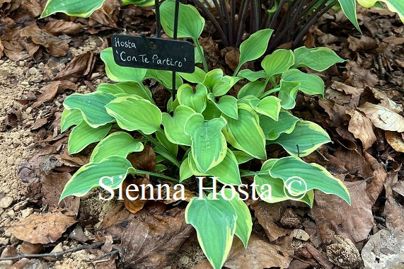 Hosta 'Con te Partiro'