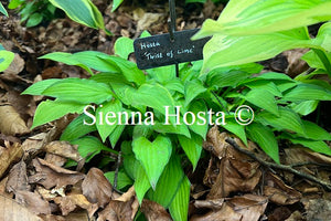 Hosta 'Twist of Lime'