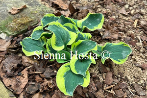 Hosta 'Mouse Capades'