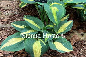 Hosta 'Lakeside Cupake'