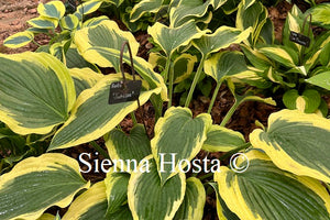 Hosta 'Jubilee'