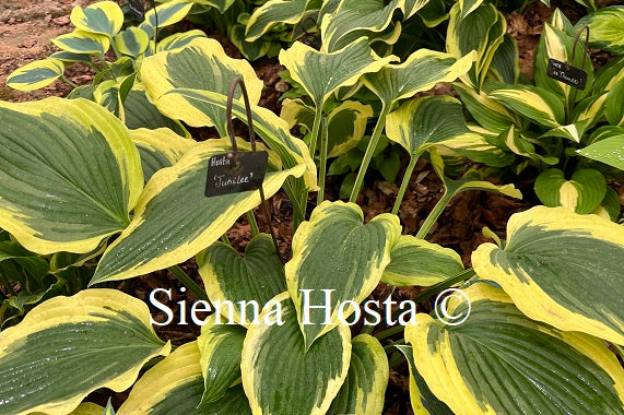 Hosta 'Jubilee'